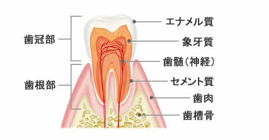 歯の構造